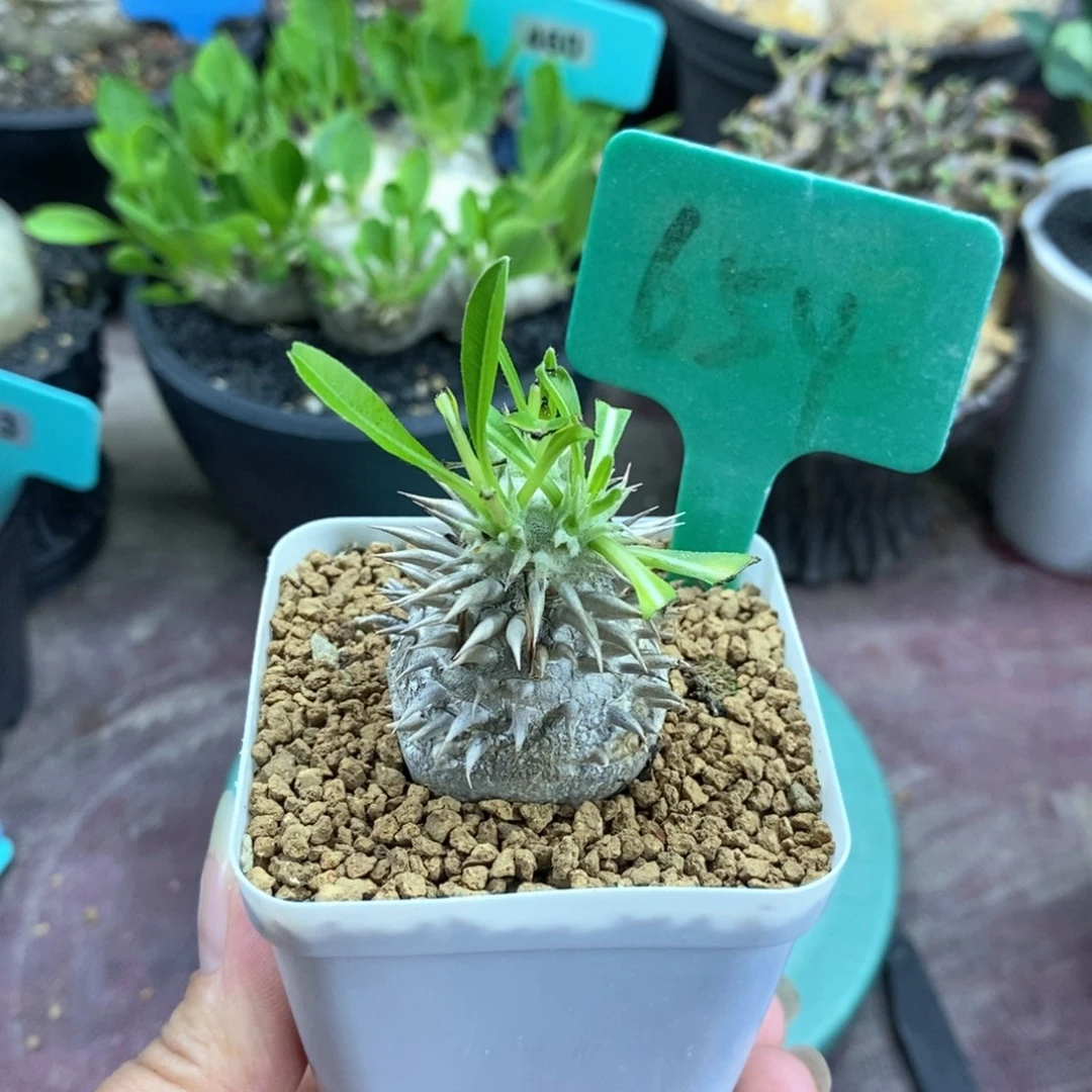 惠比大黑多肉植物