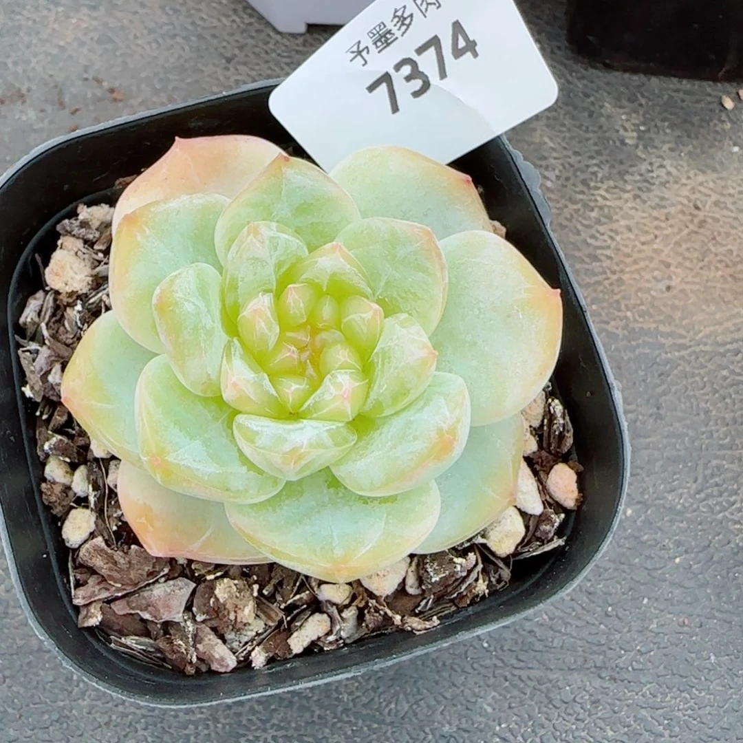 孤品珍妮，7374多肉植物