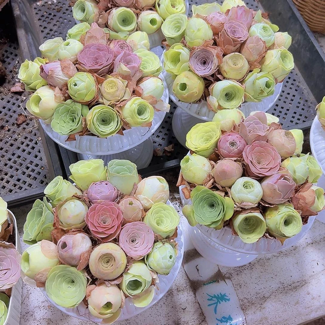 品种玫瑰18颗送罗马盆