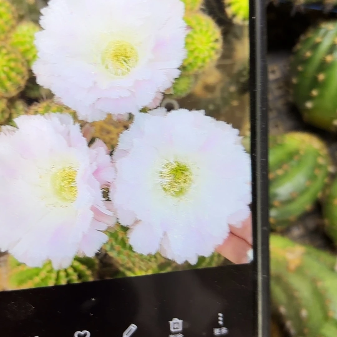 冰可可侧牙20包邮26