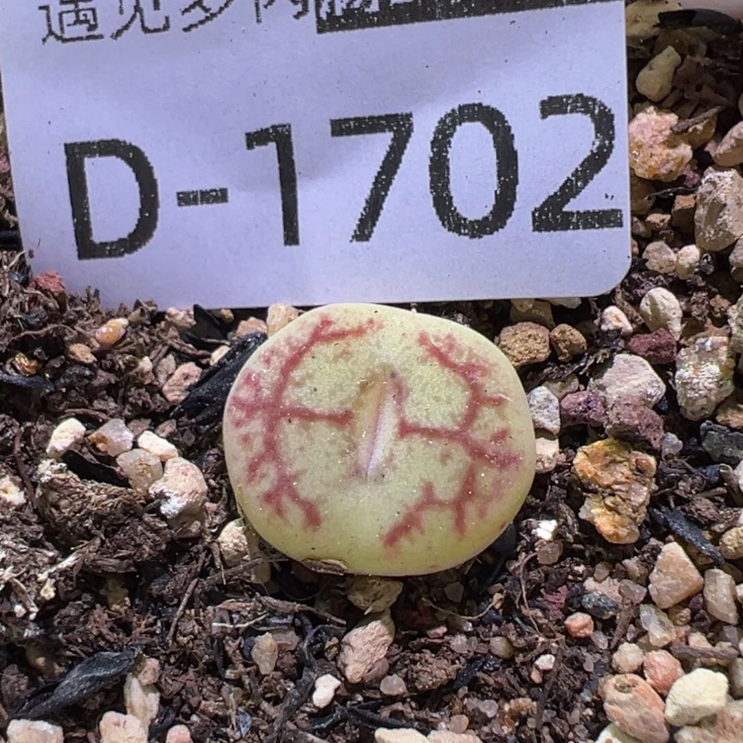 多肉植物111111111