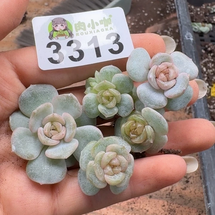 多肉植物多肉植物