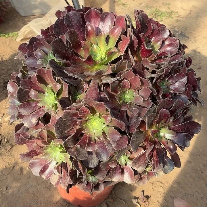 花纳大绣球一箱一棵包邮