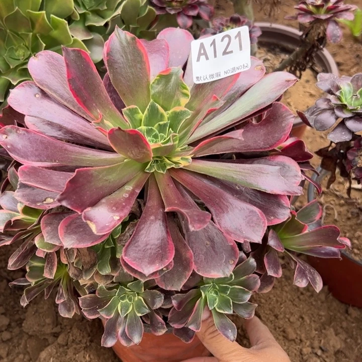 金丝却多肉植物121.