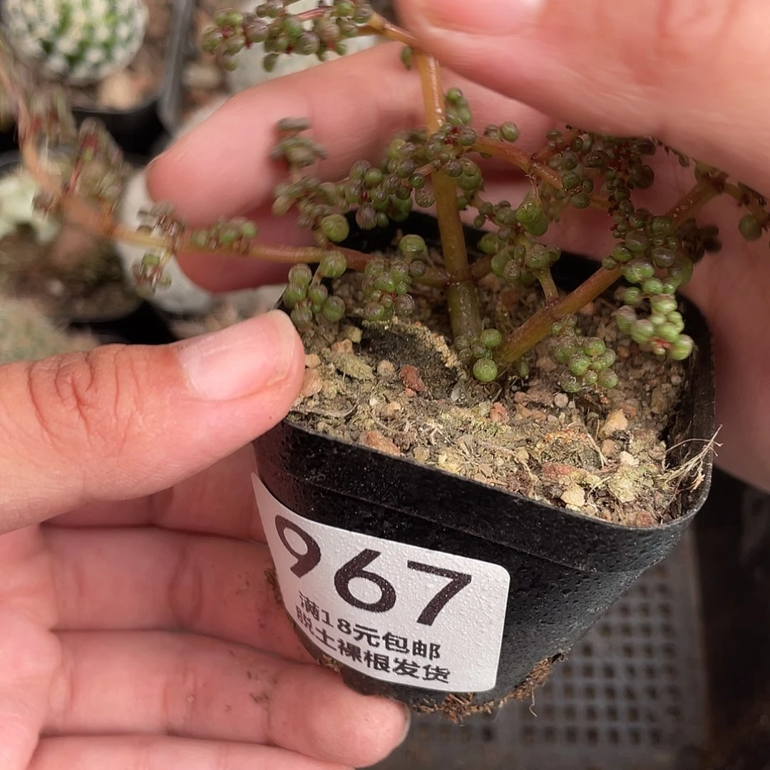 967露镜（会掉珠子）满18元包邮