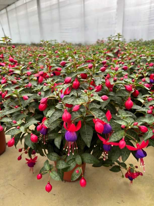 倒挂金钟盆栽花苗阳台多年生容易爆盆草花植物