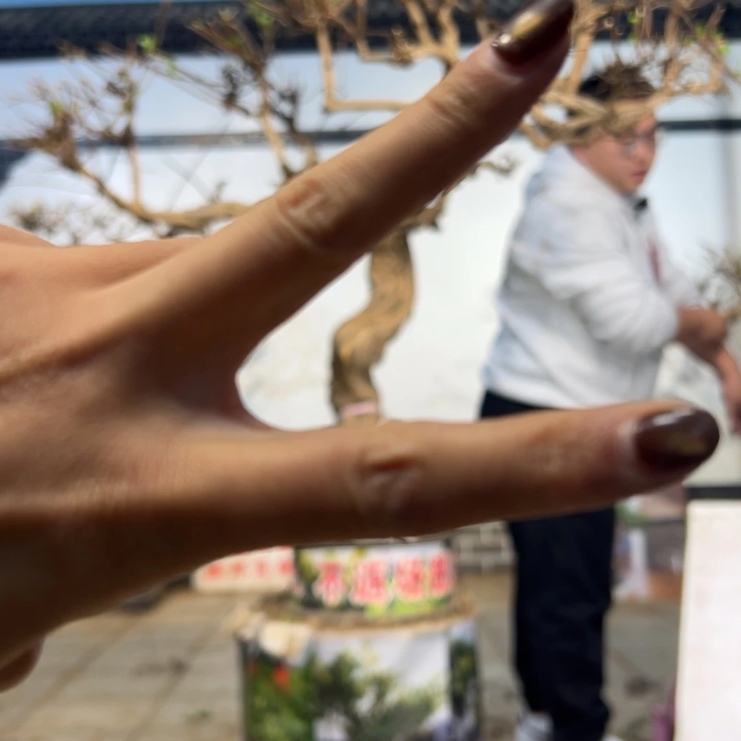 无花朵金银花2588555588885889