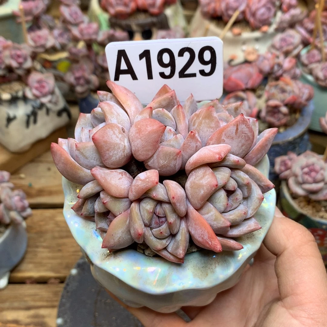 福*妮A1929 专拍 星影 福利
