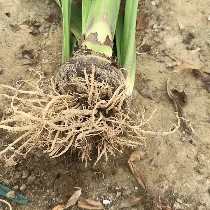 月之华朱顶红一棵7.8带两个侧