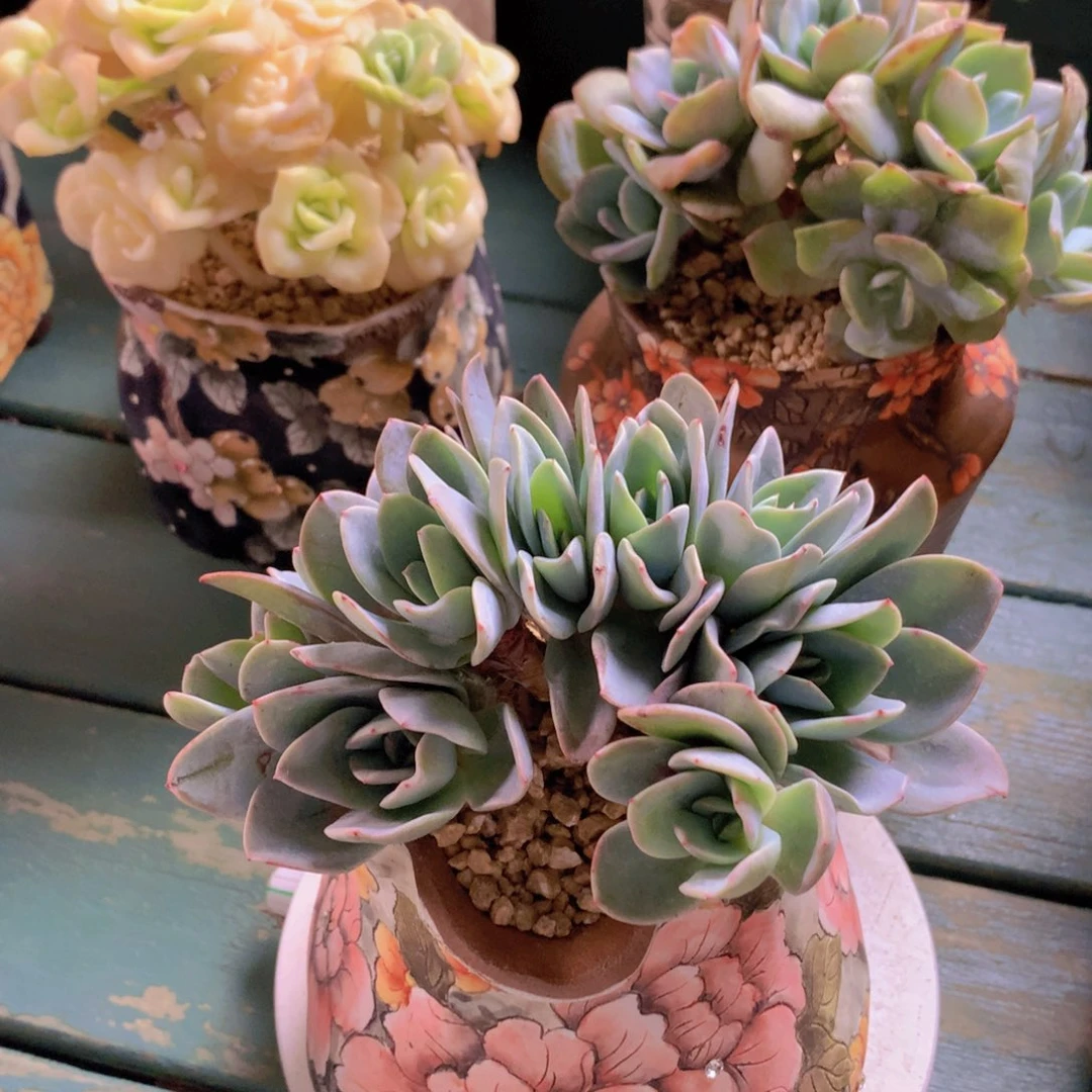 布鲁蓝自然小树朵朵无砍