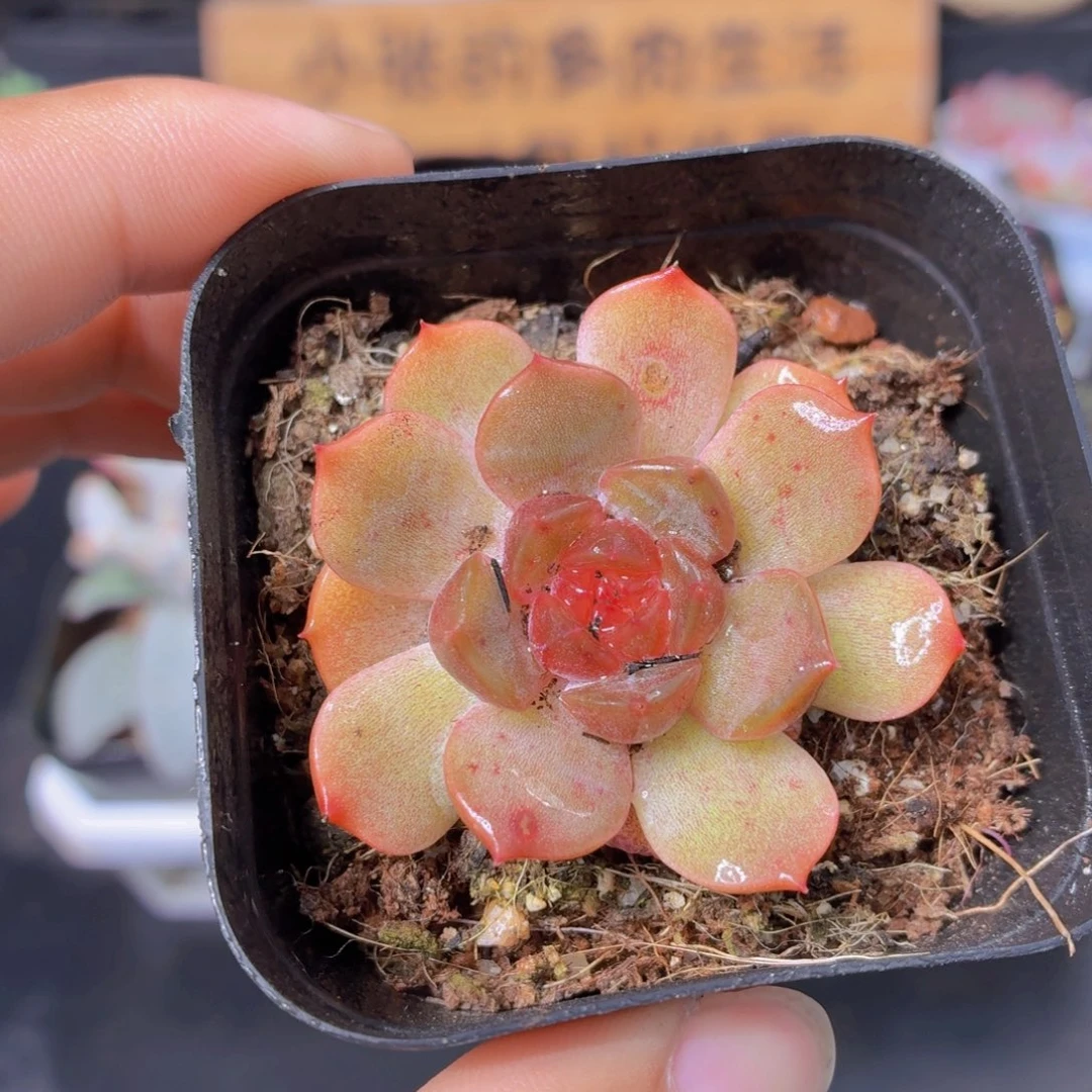 红色恋人多肉9.9包邮发货