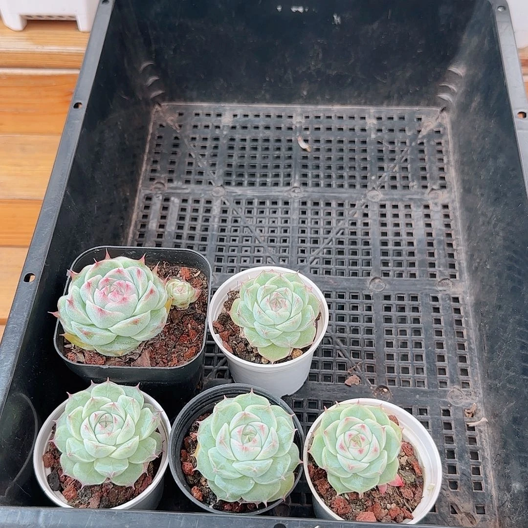 萱***¹多肉1101--365福利