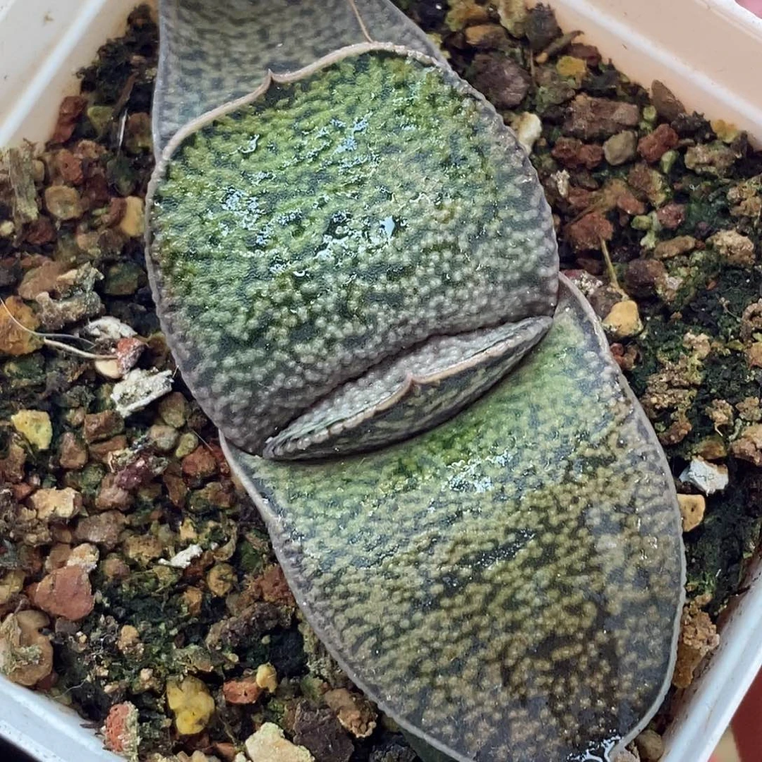 不带盆脱土裸根发货