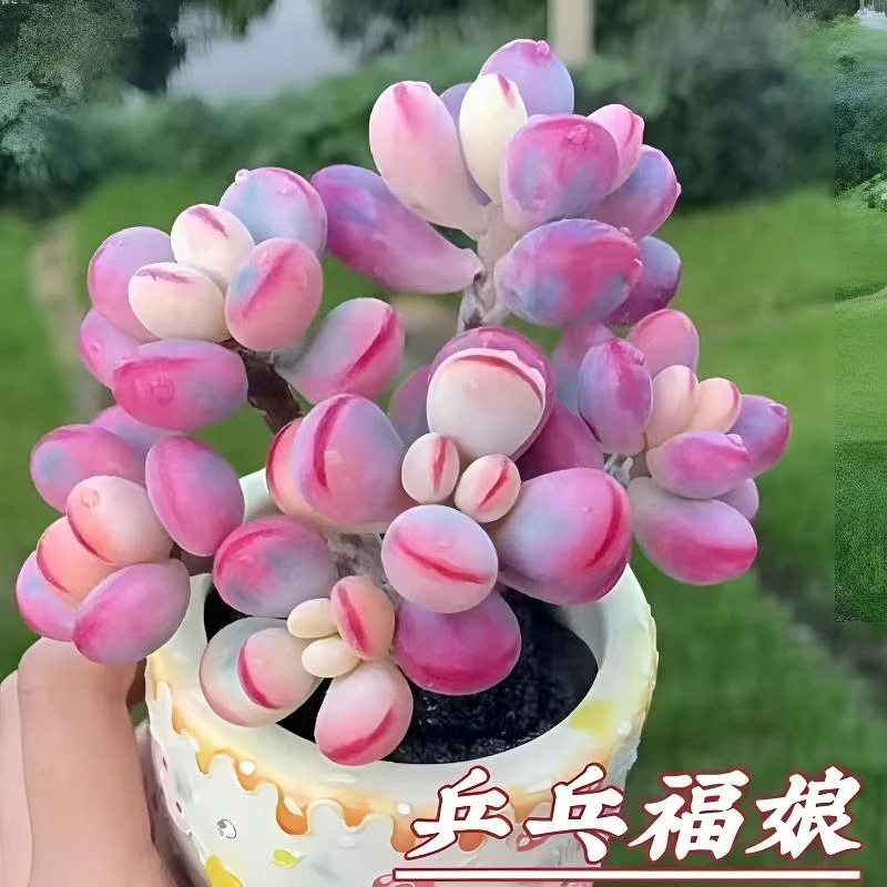 乒乓福娘多肉群生夏天盆栽萌肉肉阳台桌面绿植花卉打工人好物