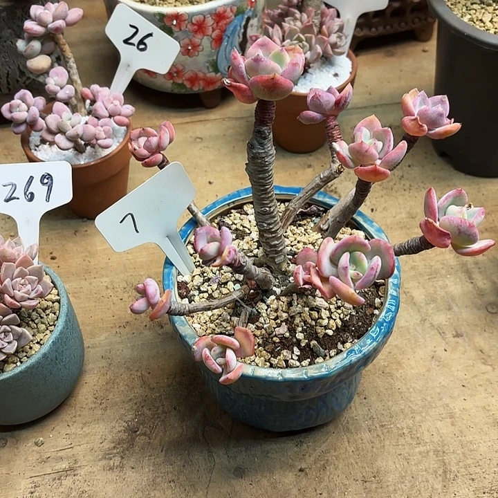 多肉植物 ，白月光7号