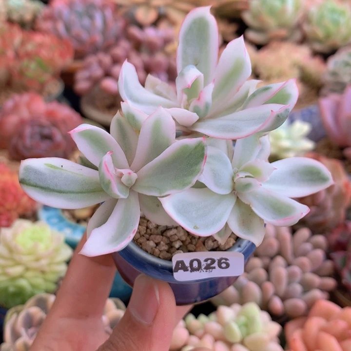 一物一拍含盆土满38包邮A026