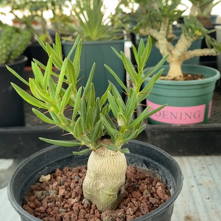 双刺瓶干，一物一拍