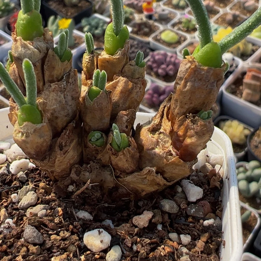 052多肉植物种类多样