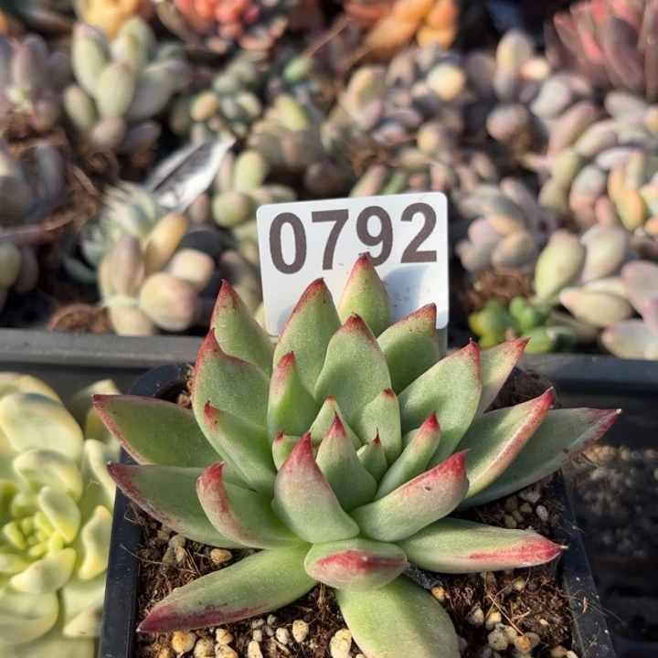 多肉植物满18包邮当场凑单
