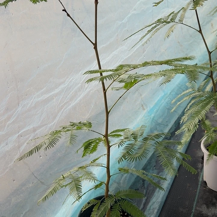 完全开放一物一拍 80