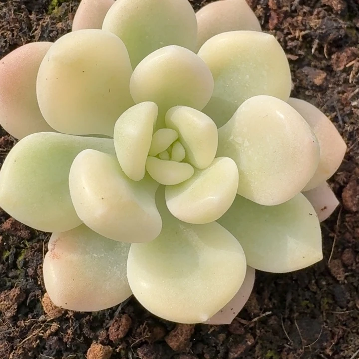 花斑鹿锦一物一拍