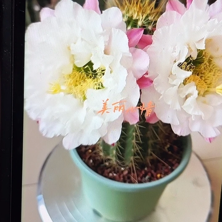 白牡丹毛花柱8厘米起