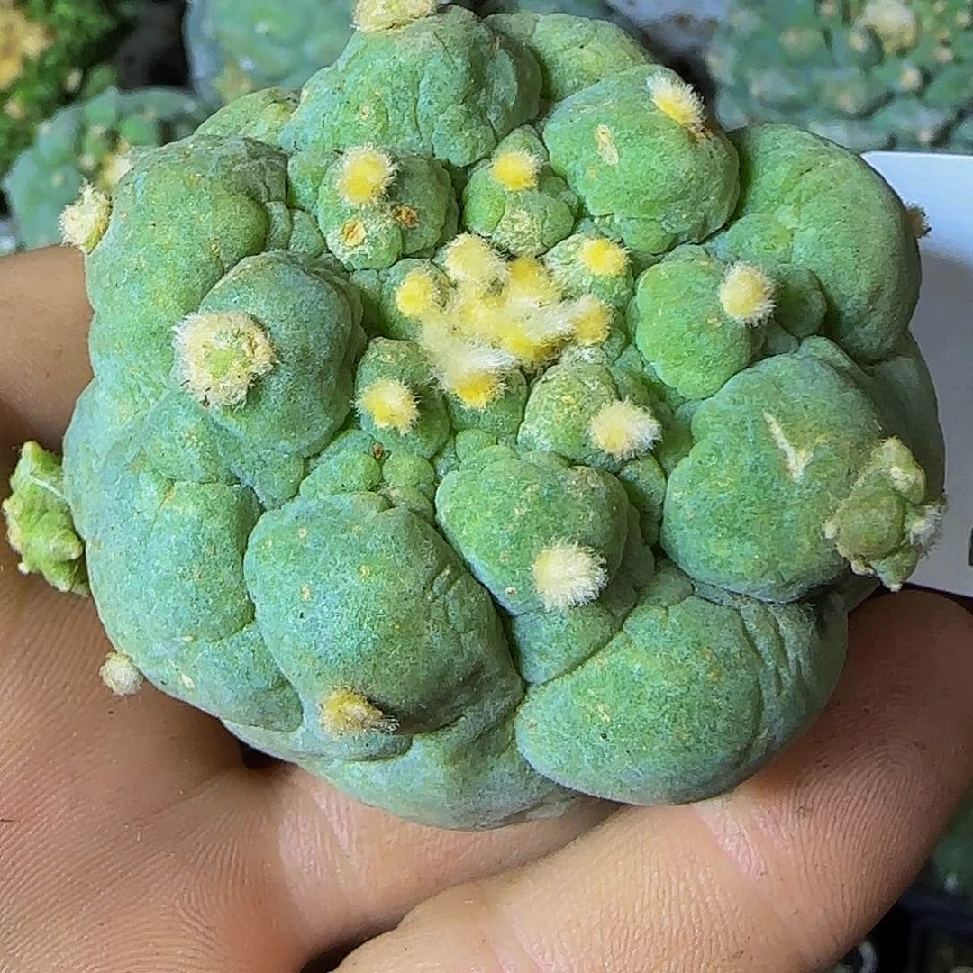 古田呗201刚出根的