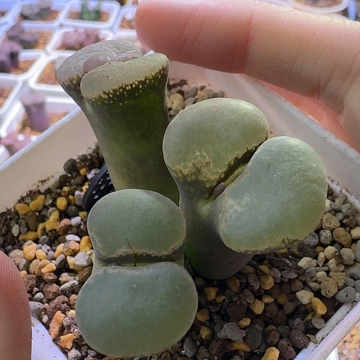 53号三头翻窗有干疤