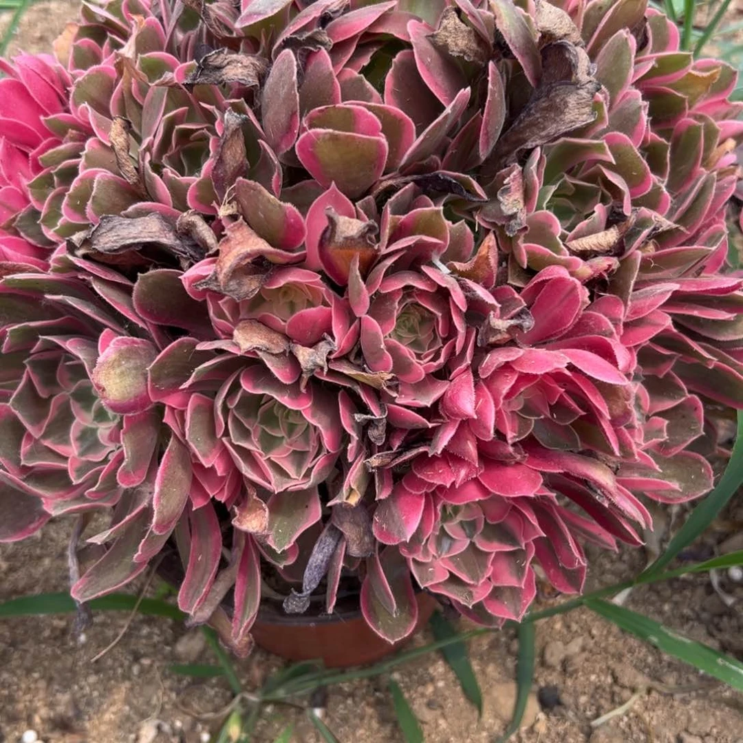 花**开970男神多肉植物系