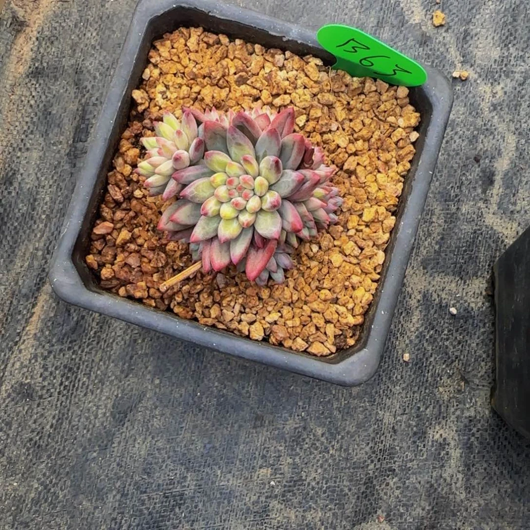 天***心B63虞美人多头爆崽。