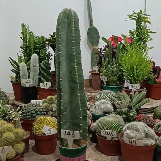 拉***哥当前无花朵，栽培后可花朵量天尺