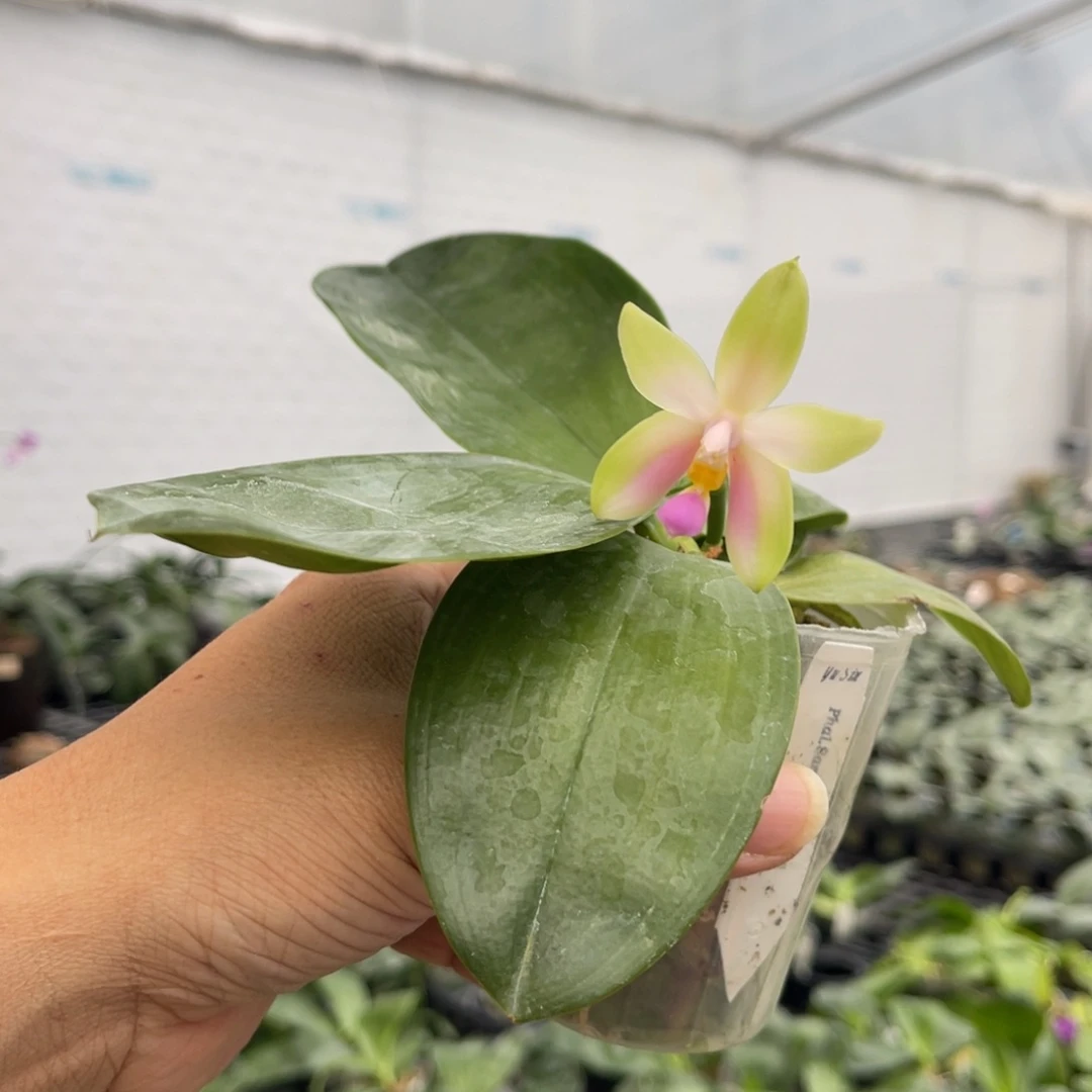 当前无花栽培后可以开花2.5沙美娜花壮苗发京东顺丰快递