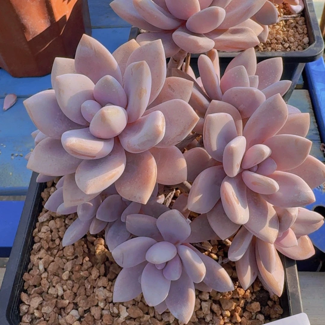 1463桃霜凡艺多肉