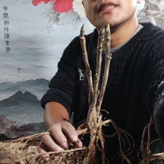 浮***生完全开放肉芙蓉.........