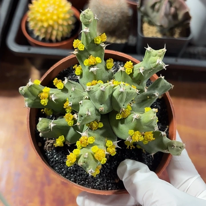 倒***数丘西大吉仙人球123