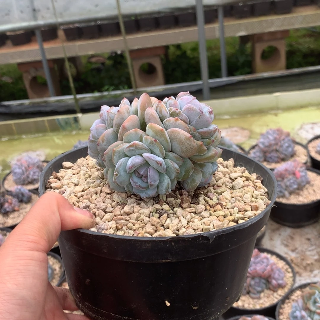 无花朵哈哈哈哈哈哈哈哈20