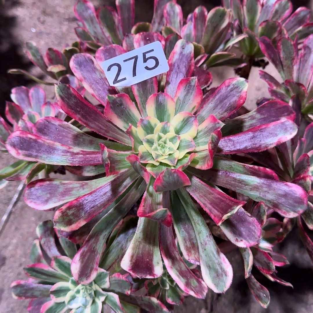 多肉植物法师福利275