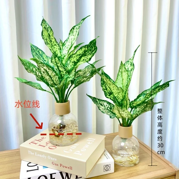 翡翠皇后水培茶桌植物室内花卉绿植盆栽易活北欧吸甲醛2