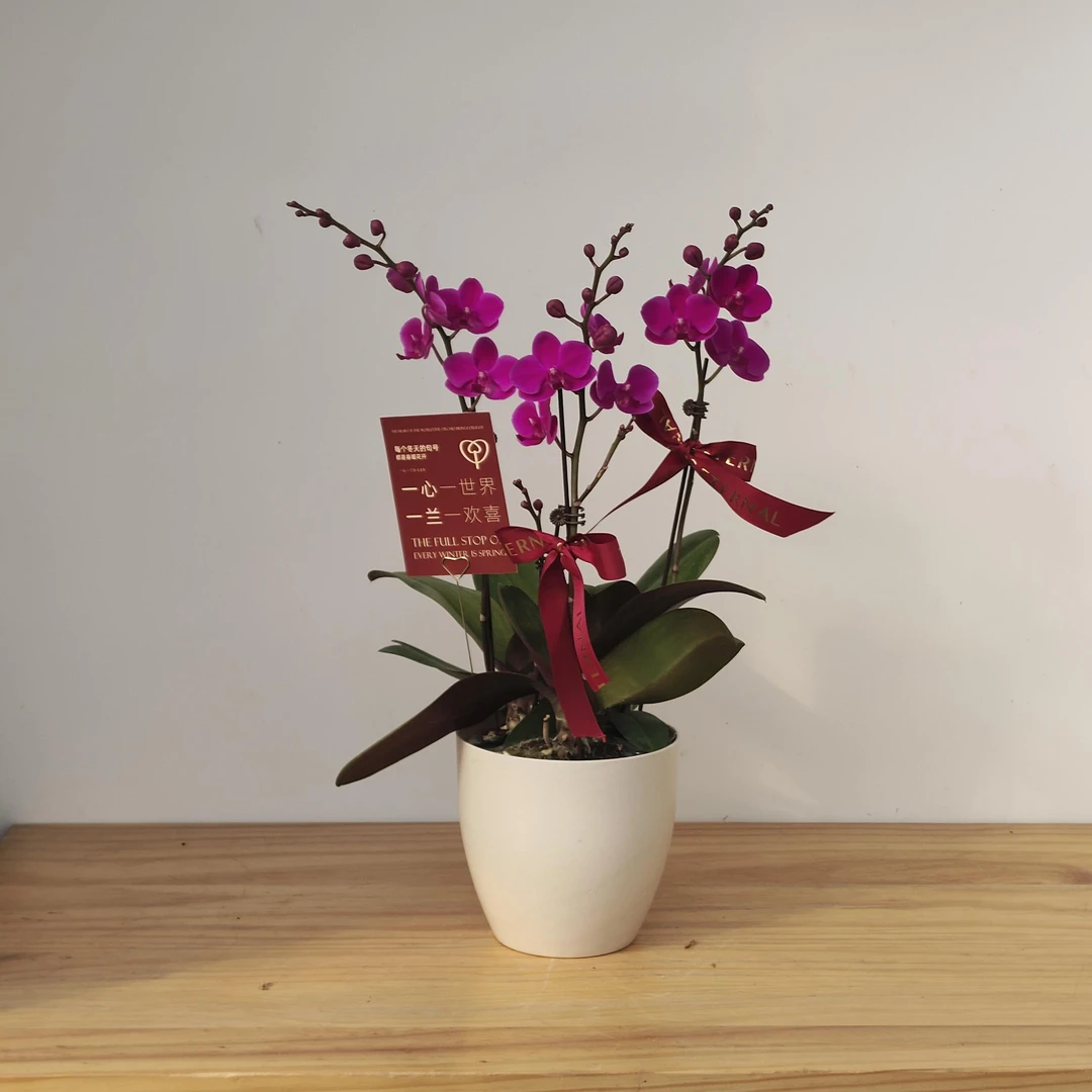 【满天红 单株】 拍3组盆发货 年宵花 蝴蝶兰年宵花 顺丰次日达