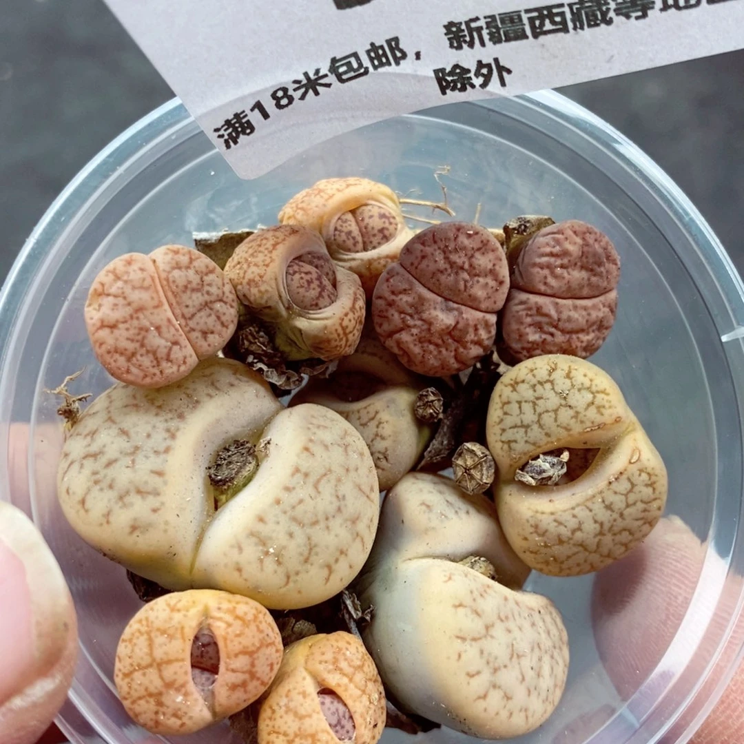 我的小姐姐们都是我308