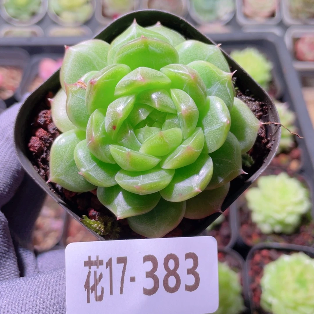 花利美17-383海王