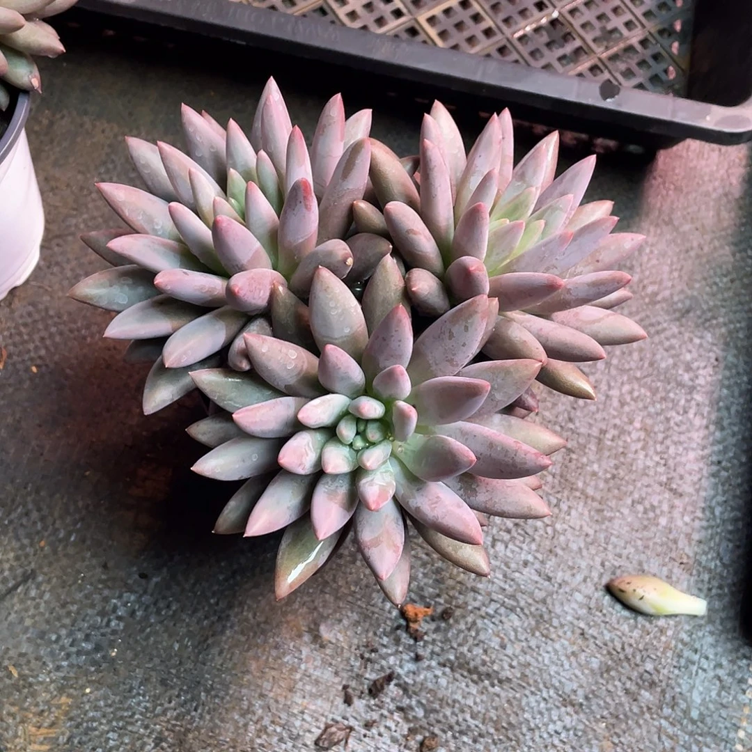 ****汐无砍朵朵红蜻蜓11124