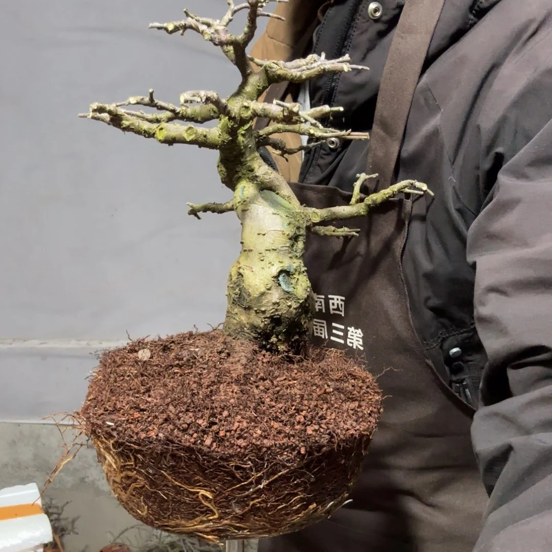 无***夜云南昭通红花平枝栒子红花