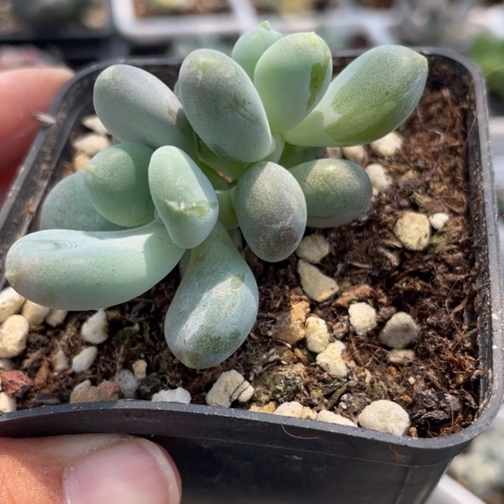 锦基因加菲猫啊啊啊一片暗锦