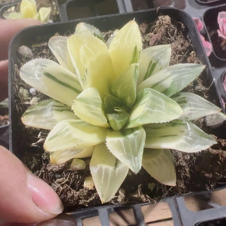 姬寿锦精品多肉植物