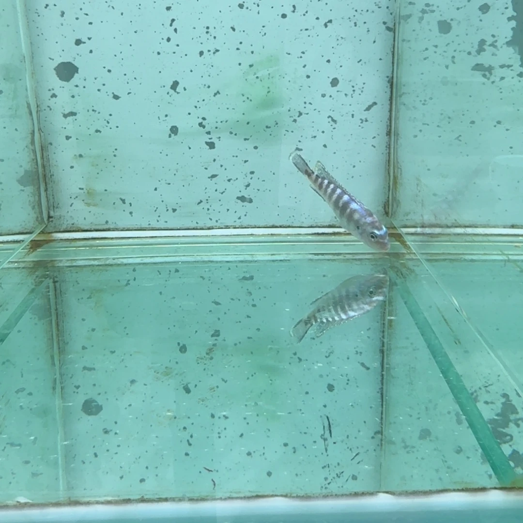 慈鲷1417蓝斑马。