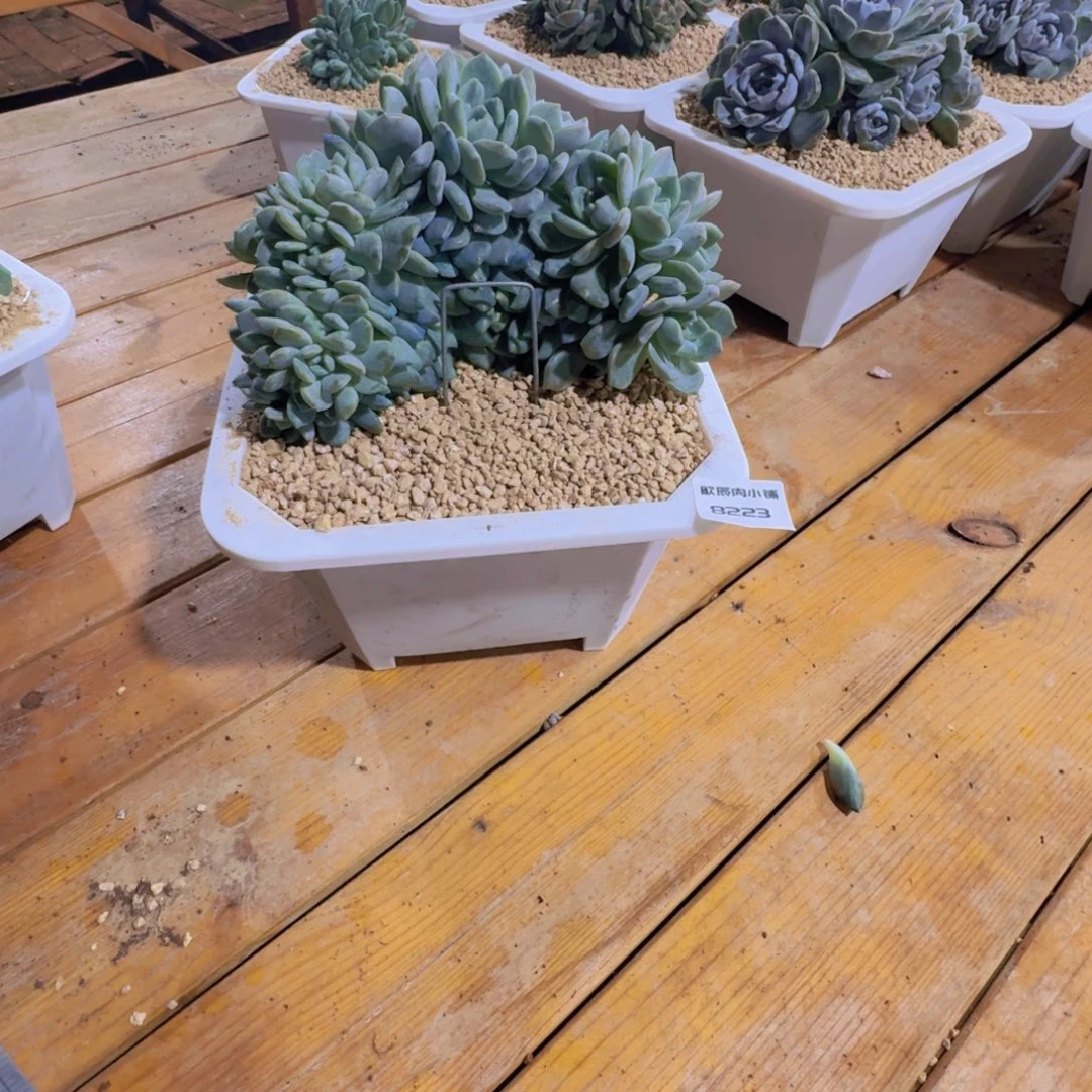 琼***多肉植物香橙大缀8223
