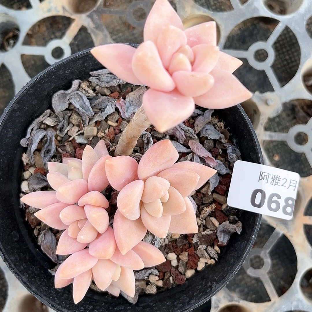 阿雅园艺。   068