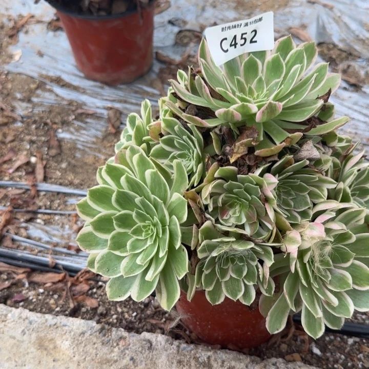 珍***生452孔雀翎。多肉植物