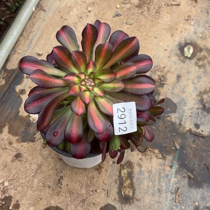 晚霞多肉法师2912